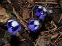 Hepatica nobilis Illertissen1